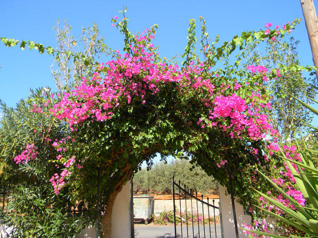 Alex Home Apartments Hersonissos  Exterior photo